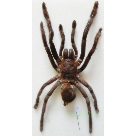 Haplopelma minax (Thorell, 1897) +150mm Thailand6f